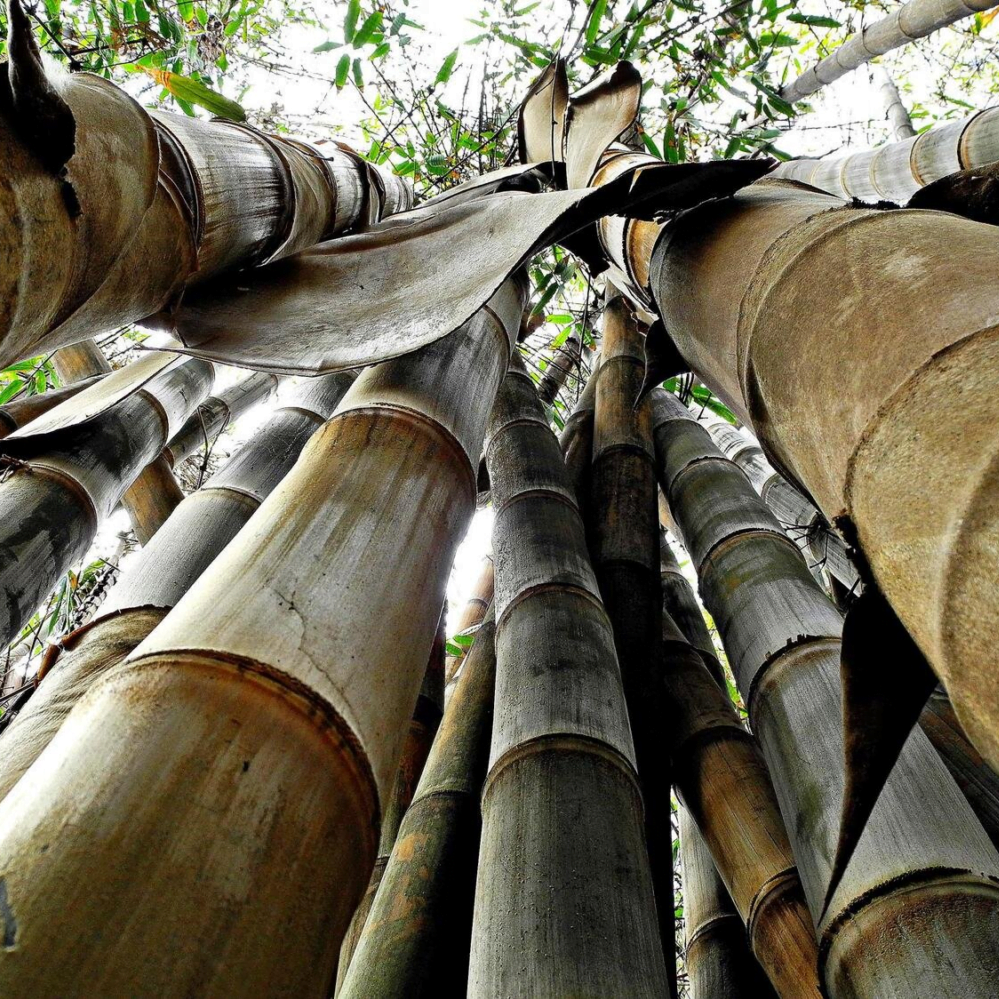 Bụi tre mai - Dendrocalamus Giganteus