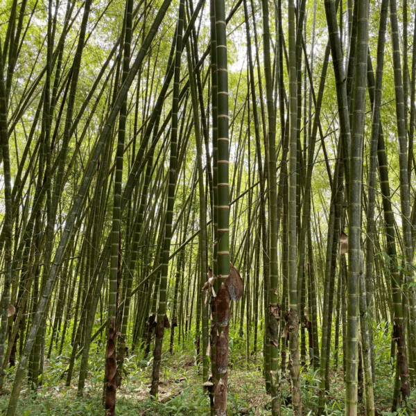 Rừng tre Guadua Angustifolia