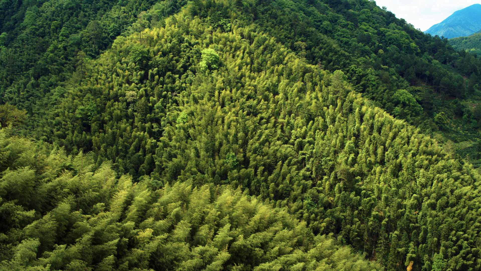 bamboo forest