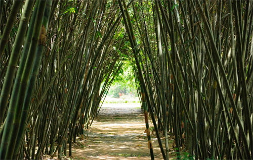 Vườn tre sinh thái Phú An