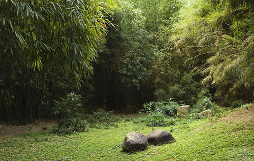 Làng tre Phú An