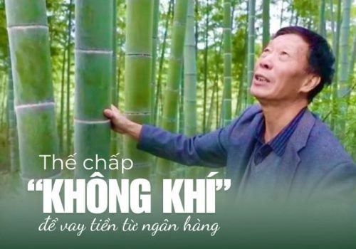 Làm giàu từ tín chỉ carbon với mô hình rừng tre xanh